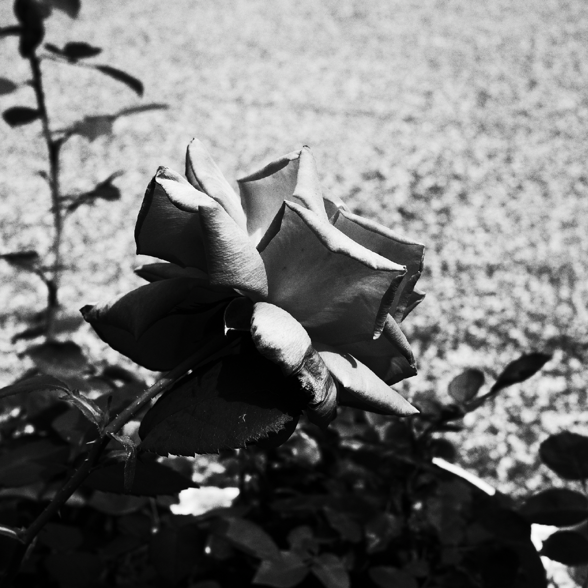 Silent Bloom / Photography